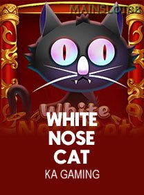 White Nose Cat